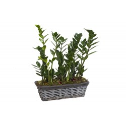 Zamia beültetés