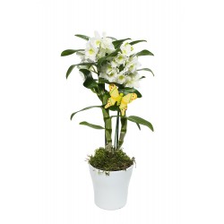 Dendrobium