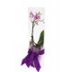 Orchidea henger