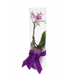 Orchidea henger