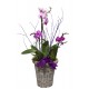 Orchidea beültetés