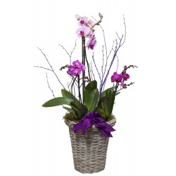 Orchidea beültetés