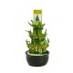 Fortune Bamboo