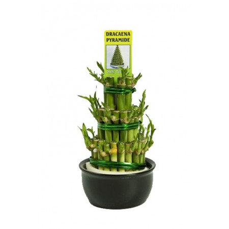 Fortune Bamboo