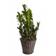 Zamioculcas