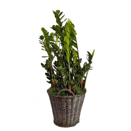 Zamioculcas