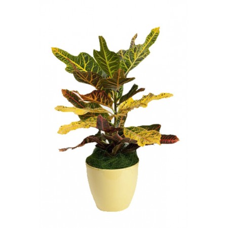 Virágküldés Budapest - Croton - Cserepes croton kaspóban