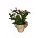 Rose in basket