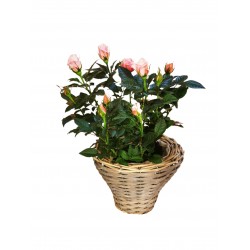Rose in basket