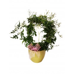 Jasmine in pot