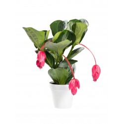 Gigant Medinilla in pot