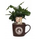 Coffee bush in a mug