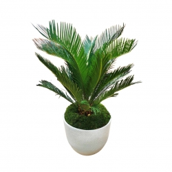 Virágküldés Budapest- Cycas beültetés