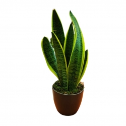 Virágküldés Budapest-Sansevieria kaspóban (anyósnyelv)