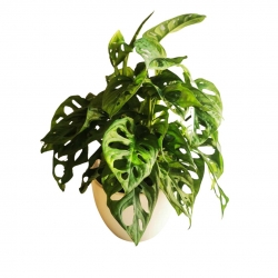 Virágküldés Budapest- Könnyező Pálma 'Monstera Monkey Leaf'