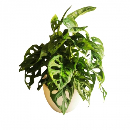 Virágküldés Budapest- Könnyező Pálma 'Monstera Monkey Leaf'