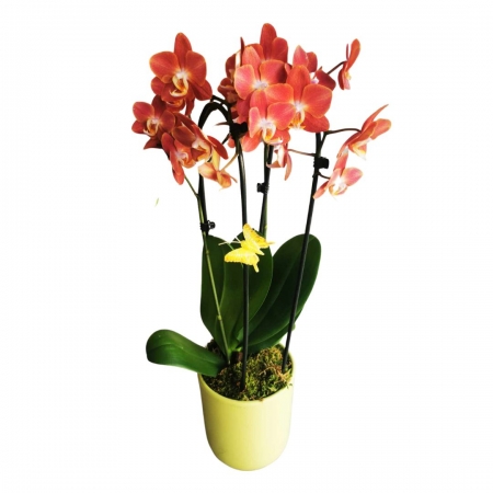 Virágküldés Budapest-Hajlított orchidea kaspóban