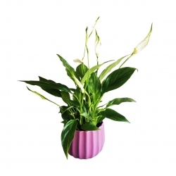 Virágküldés Budapest - Spathiphyllum with pot