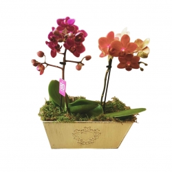 Virágküldés Budapest- Mini Orchideas