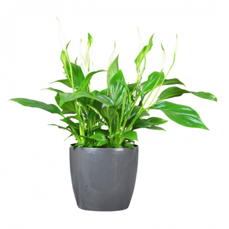 Spathiphyllum