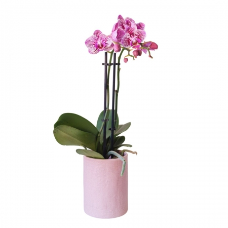 Phalaenopsis in ceramic pot, decorated
