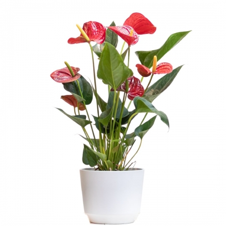 Virágküldés Budapest- Red Anthurium in different size