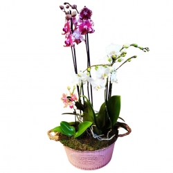Virágküldés Budapest-Orchide Triple