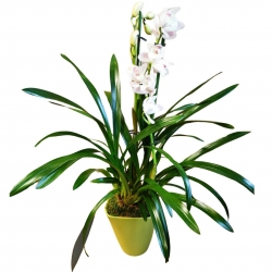 Virágküldés Budapest-Cymbidium in Pot